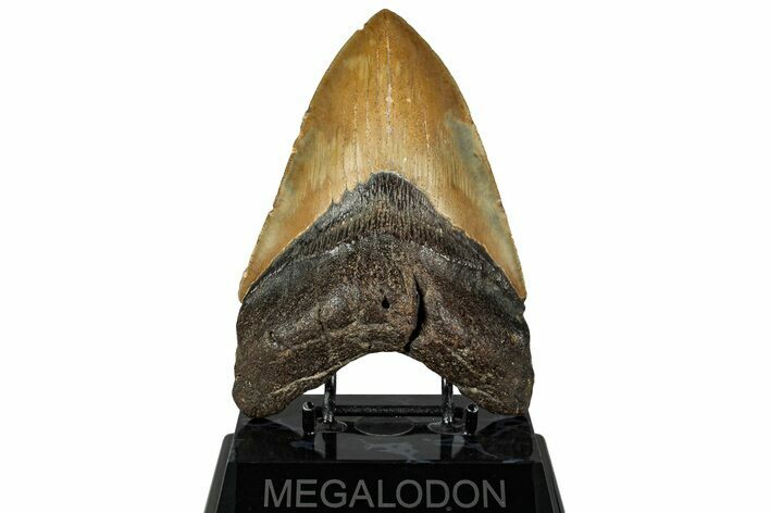 Serrated, Fossil Megalodon Tooth - North Carolina #328316